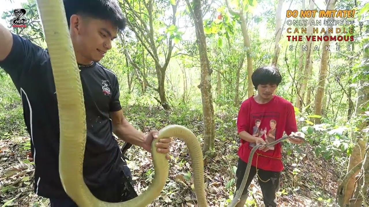 PART 2 JUMBO KING COBRA NG LA UNION