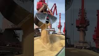 Why don’t grain ships use bird-protection nets?