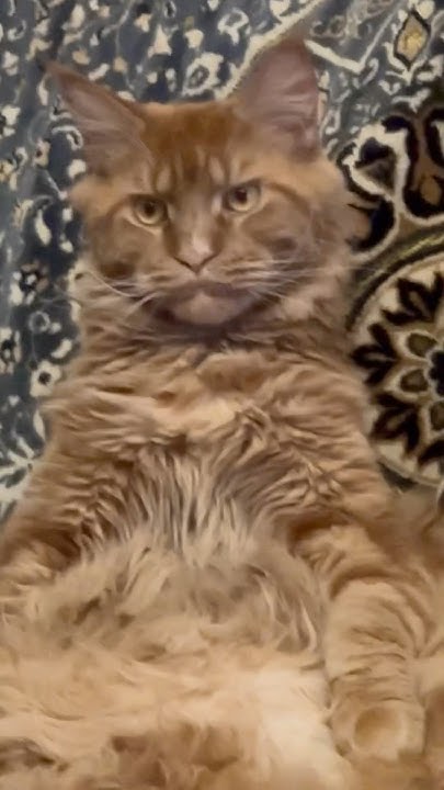 Маменькин сынок #кот#shorts#рекомендации#animals#мейнкуны#тренды# ...