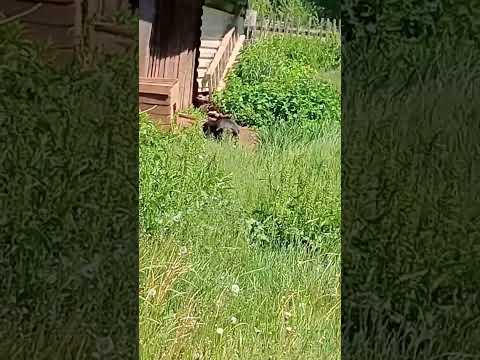 сабака - YouTube