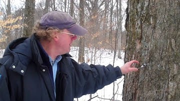 setting the tap or spile into a maple tree.mp4