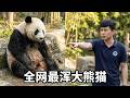 熊猫界“混世魔王”奇三妹到底有多浑? 墩墩奶爸被气到红温插腰,奇三妹也是感叹男人真是不可信!【你好大熊猫】#大熊猫 #国宝 #熊猫日常 #来这吸熊猫