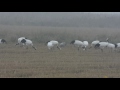 Red crowned Cranes, Yancheng NNR, China 2016