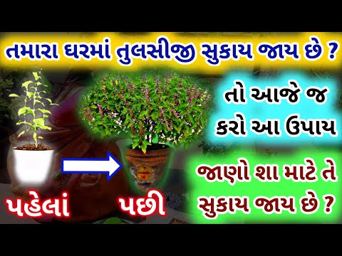 આપના ઘરમાં તુલસીનો છોડ ક્યારેય સુકાશે નહિ જો આ ઉપાય કરશો તો 🙏 તુલસીનો છોડ લીલોછમ અને ઘટાદાર થઈ જશે 🙏