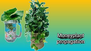 Secret of Growing Money Plant in Water Easy Indoor Plant Propagation & Decor Tips