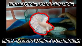 UNBOXING IKAN CUPANG || HALFMOON WHITE PLATINUM