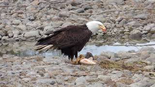 Bald eagle/Haliaeetus leucocephalus feeding on sucker fish.