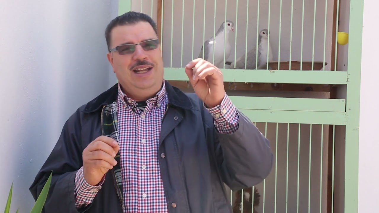 تربية الحمام