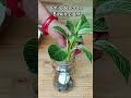 philodendron Birkin plant decor ideas in water #plantpropagation #ytshorts #shorts