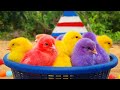 Catching chickenscute chickensrainbow chickenscolorful chickensrainbow chickensanimals cute 143