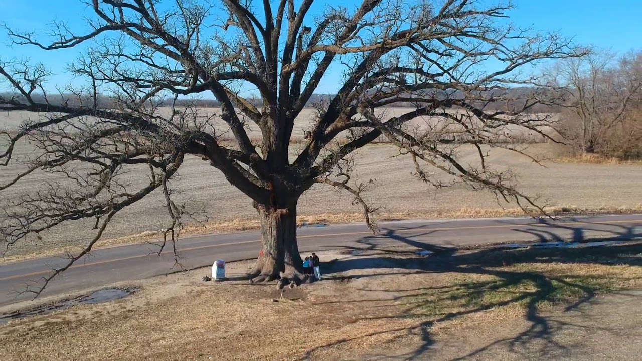The Burr Oak Tree，Columbia, MO YouTube