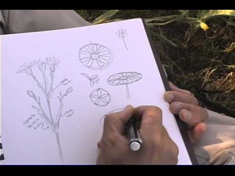 Video: Arbust decorativ: desenăm un complot personal