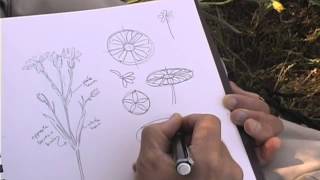How to sketch Wildflowers and Plants