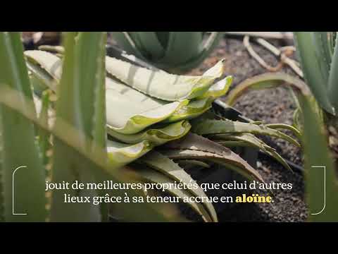 L’aloe vera des îles Canaries