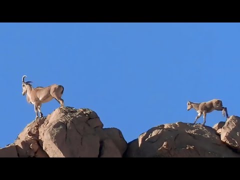 قطيع حيوان الأروي او الوعل الجبلي الفشتال