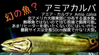 幻の魚？アミアカルバ買ってみたよ〜♪ - YouTube