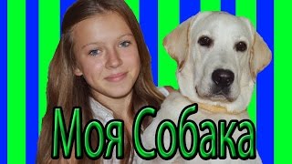Лабрадор/Вильям/Уход/Здоровье/Как мы выросли♥♥♥ Лабрадор/Вильям/Уход/Здоровье/Как мы выросли♥♥♥