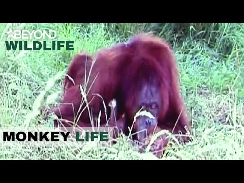 Video: Pet Scoop: Reti Twin Gorillas Surprise Zookeepers, šuo ežero nuotraukų ruože 20