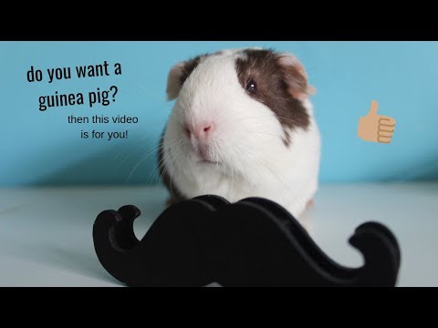 Come convincere i vostri genitori per ottenere una cavia