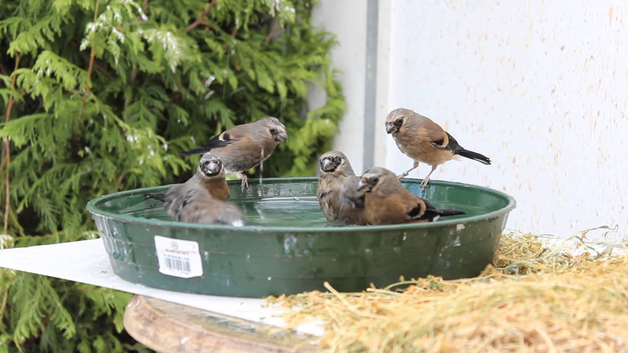 Maskergoudvink, Maskengimpel, Grey-headed Bullfinch, Pyrrhula erythaca