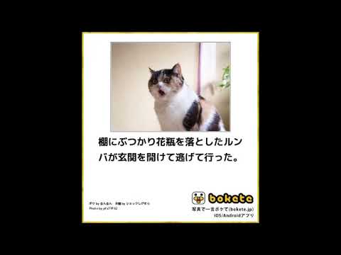 10秒で笑えるボケて猫編39 去勢 干支 動物病院 犬 花瓶 天国 大喜利 Youtube