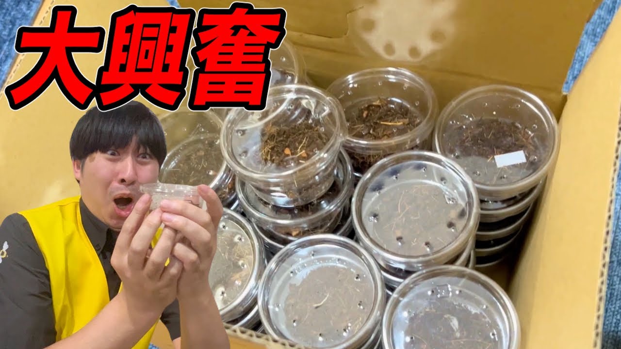 今一番欲しい虫と遭遇して大パニック！！！