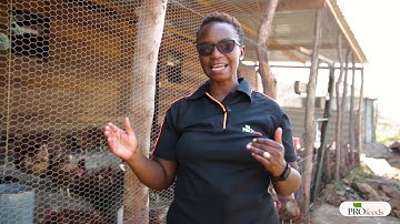 Profeeds Small Scale Egg Production MasterClass