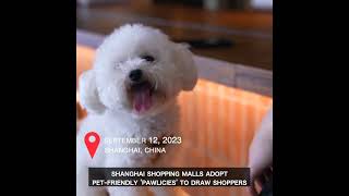 Shanghai shopping malls adopt pet-friendly 'pawlicies' to draw shoppers