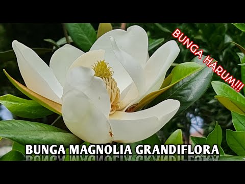 Video: Magnolia grandiflora: penerangan dan penanaman