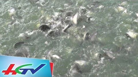 Đặc sản cá thát lát Hậu Giang giá cao ngất ngưỡng| BẢN TIN KINH TẾ NÔNG NGHIỆP - 23/9/2018