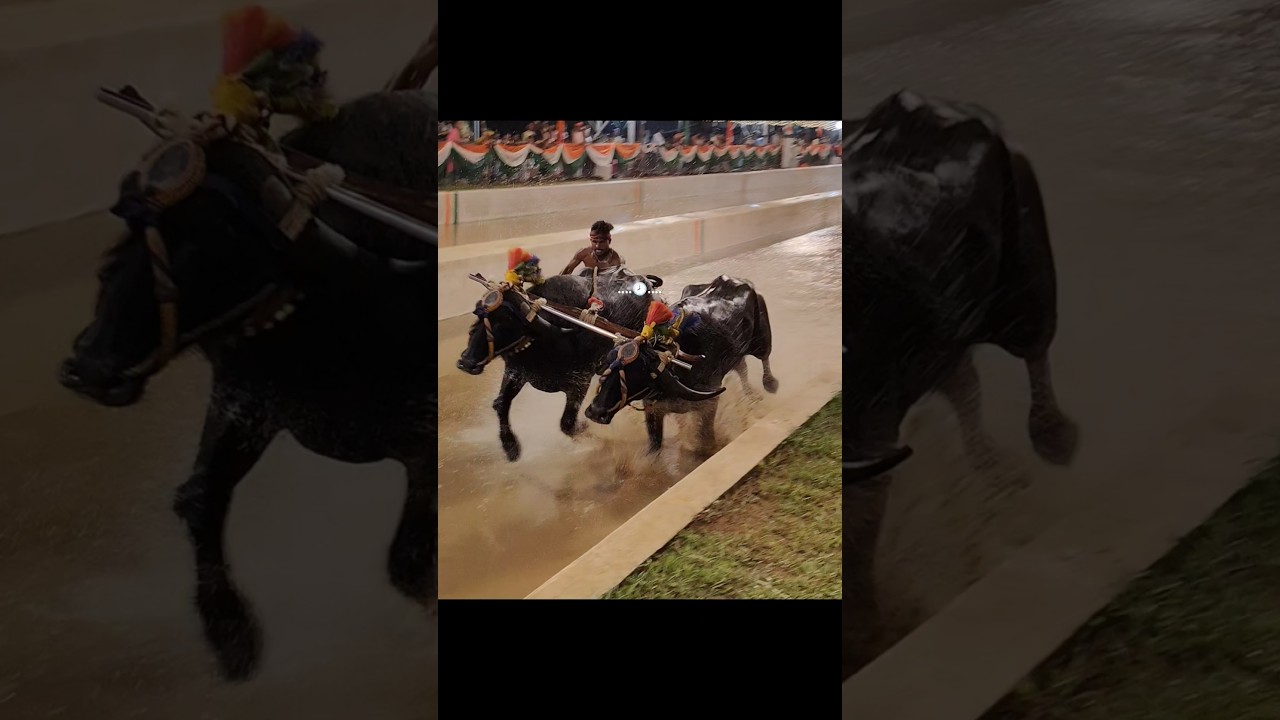 Kambala 