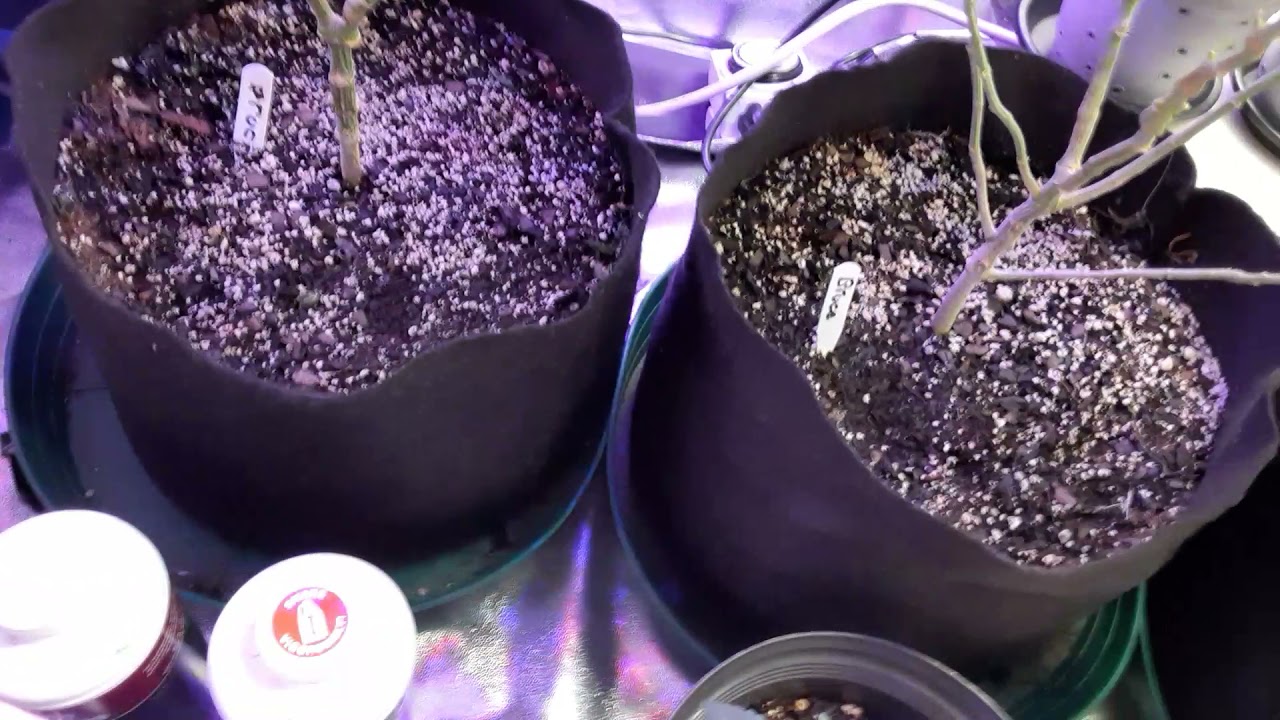 Cannabis cultivation, Flowering stage, What Nutrients I use