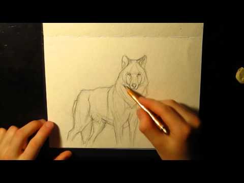 Рисование волка 1 карандаш | Painting wolf 1 pencil