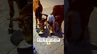 गौ माता की कृपा बनी रहे l#gaumatavideo #gausewa #cow #sanatanhindu #sanatandharma #bhakti #shorts