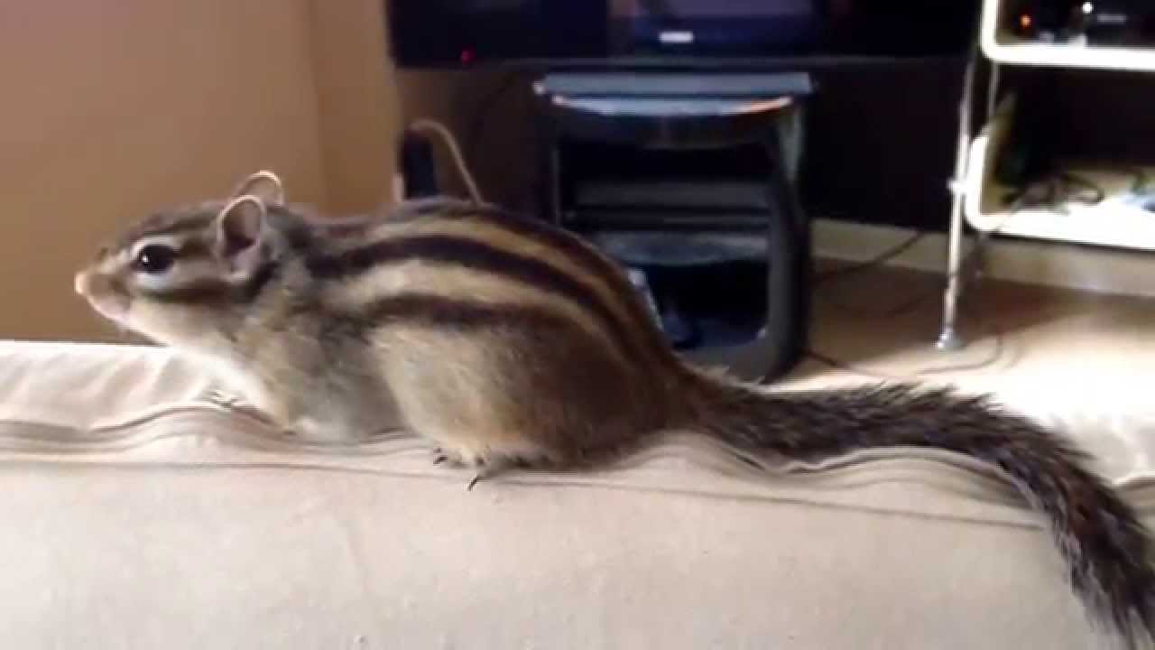 fräulein stauffenberg läd zum tee ;)