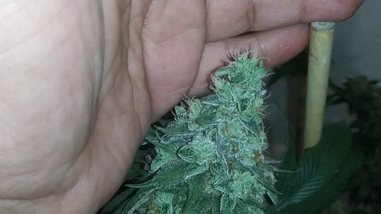 Flushing time for the cowboy cookies and dosi doe