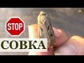 Совка, как её победить?! Виды совки, профилактика и борьба