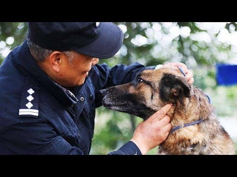 Chinese police officer sets up nursing home for retired police dogs