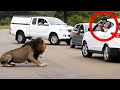 10 Times Lions Showed Tourists Why You Must Stay Inside Your Car
