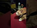 Perawatan kucing majikan sukanya disisir pake sikat khusus