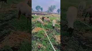 #sheepandgoats #trendingsong #mp #song #trendingvideo #trendingshorts