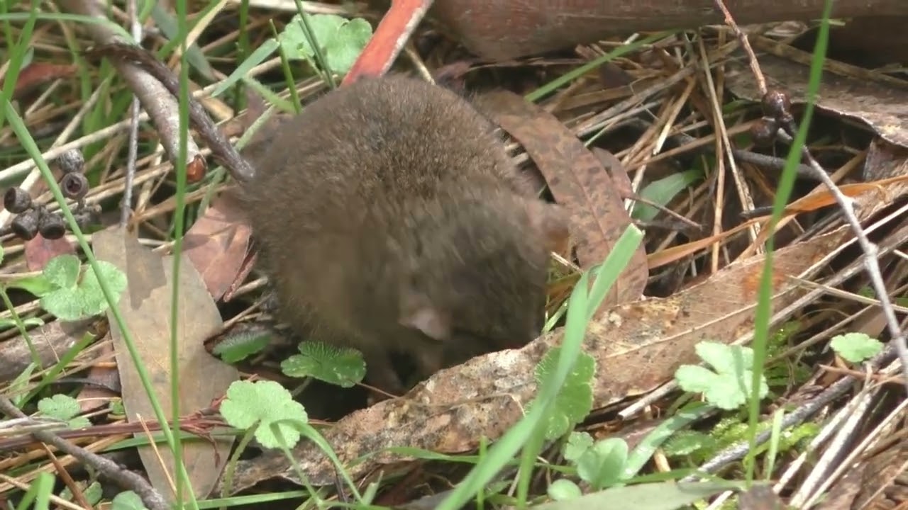 Dusky antechinus