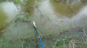 Xiệt cá mùa nước nổi trúng toàn cá ngon | kích cá miền tây 