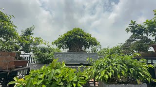 Vườn Bonsai View Sông Hồng Toàn Cốt Đẹp - Ko Mơ Gì Hơn