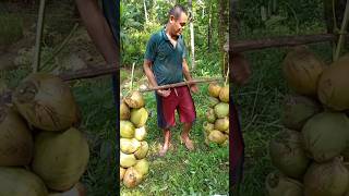 How to string coconuts together to make them easier to transport