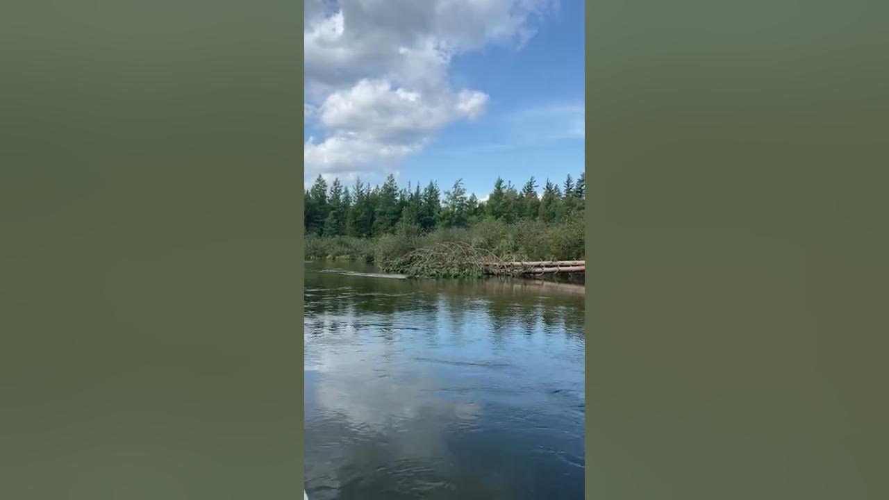 CANOEING DOWN THE MANISTEE RIVER 🛶🛶🛶🛶🛶🛶🛶🛶🛶🛶🛶🛶🛶🛶🛶🛶🛶🛶🛶🛶🛶🛶🛶🛶🛶🛶🛶🛶🛶🛶🛶🛶🛶 YouTube