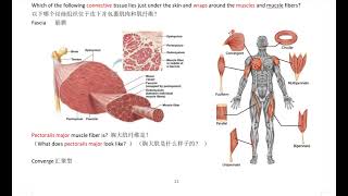20210713 MBLEX 美国联邦按摩考题大纲 运动 肌肉组成+肌肉收缩+本体感受器