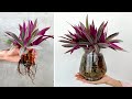 How to have a unique and beautiful tabletop aquatic plant from Rhoeo Discolor