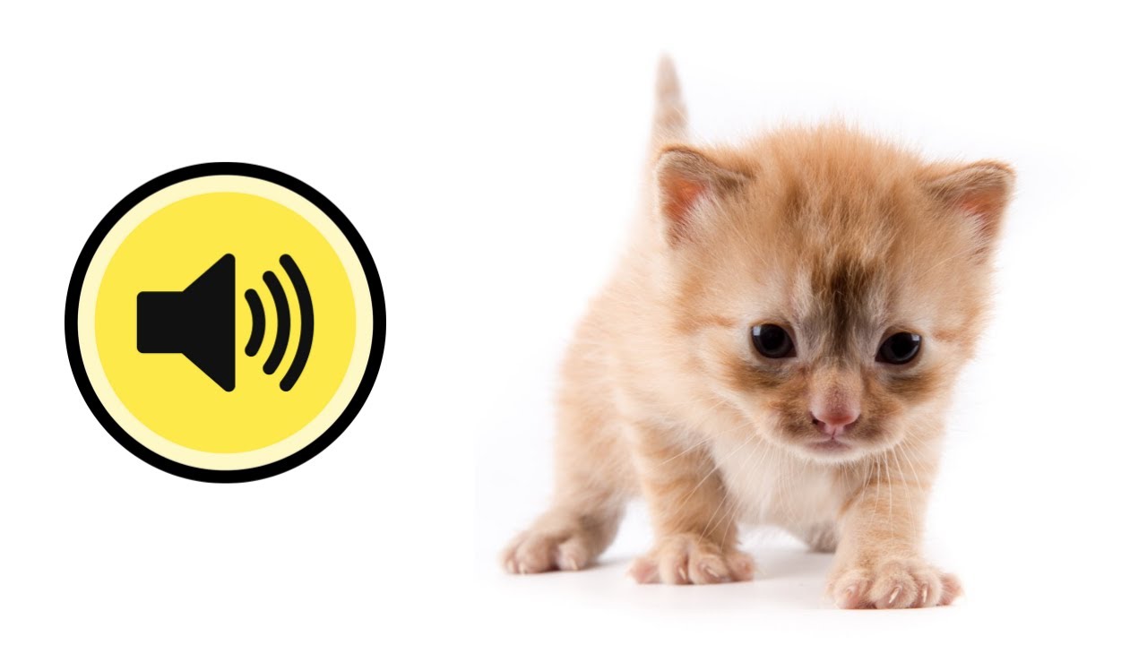 Аудио кошка зовет. Звук котят. Звук котят зовут. Звук кошки зовущей котенка. Мяуканье.