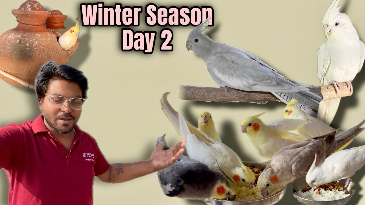 Cockatiel Birds Winter Season Breeding |❄️ Winner Care Day 2❄️ 